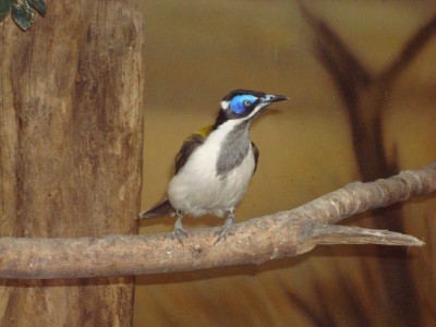 Kystráček modrolící v hale Ptačího světa