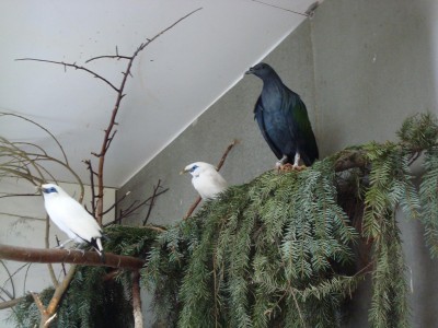 Majny rotschildovy a holub nikobarský