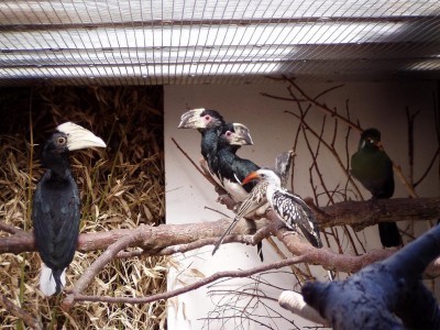 Zleva: Mladý zoborožec malajský, zoborožci naříkaví, toko šedý, toko rudozobý a turako bělolící