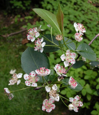 Kvetoucí Aronia melanocarpa