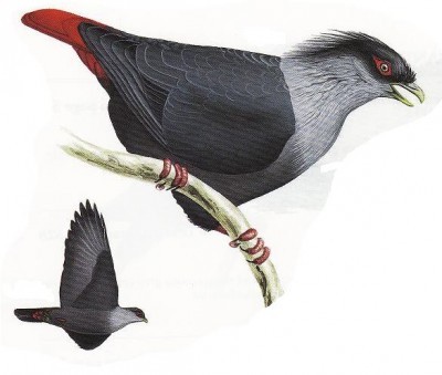 Holub červenoocasý (A.madagascariensis) – Madagaskar
