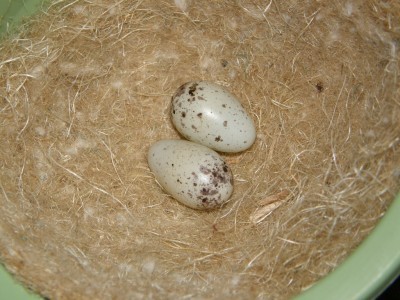 Snůška může čítat dvě až čtyři vejce