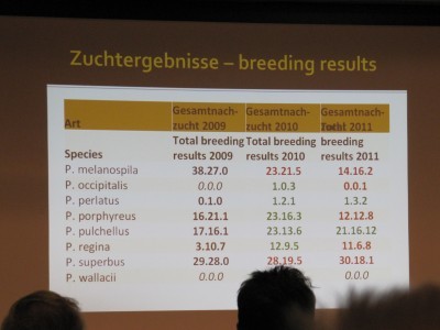 Statistické údaje týkající se odchovu holubů rodu Ptilinopus
