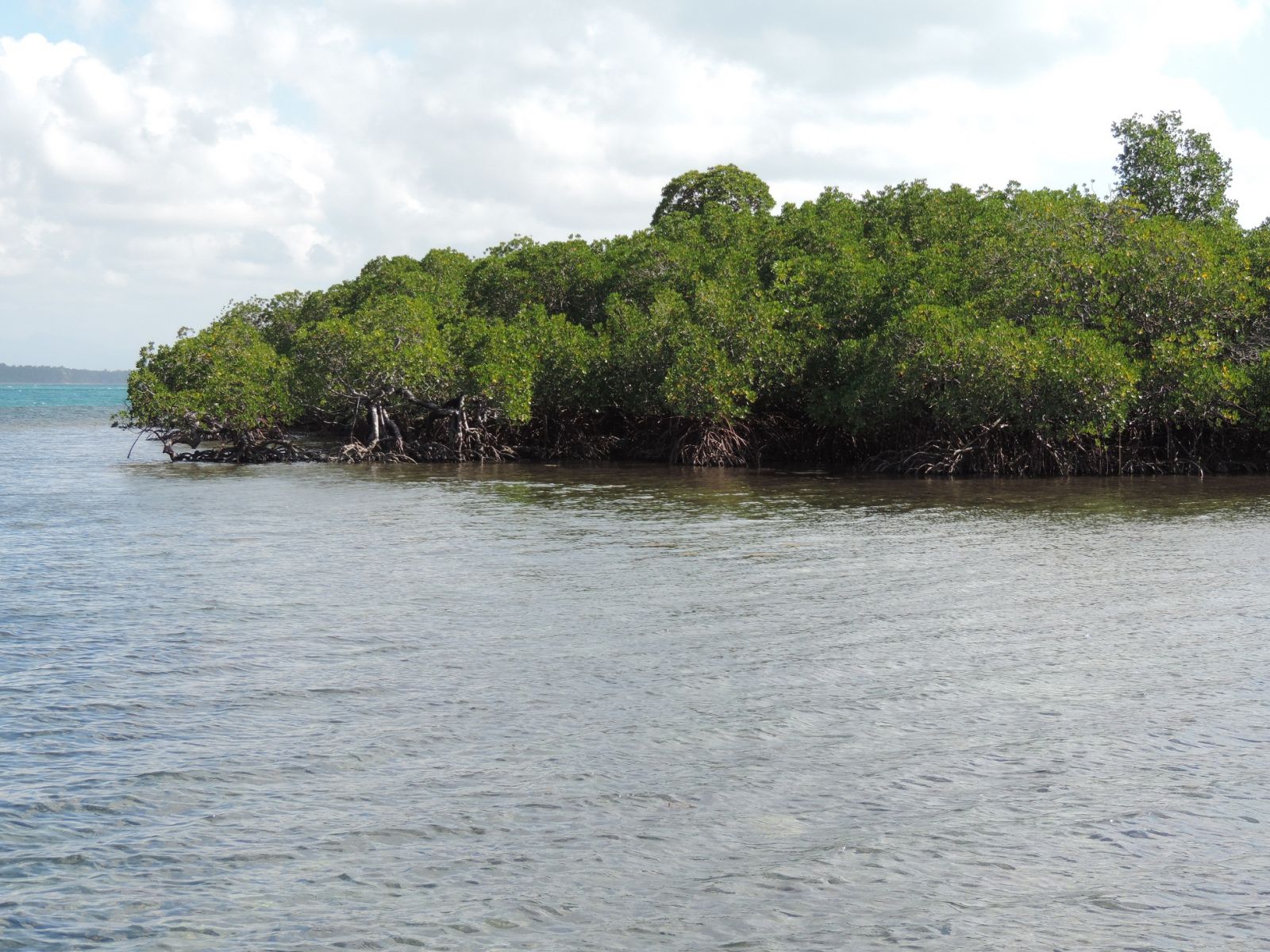 mangrovový les na ostrově Rasa