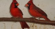 1.0 Kardinál červený (Cardinalis cardinalis)